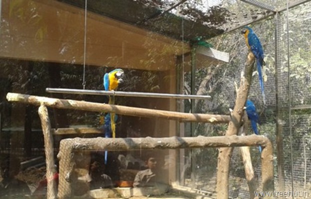 Colored parrots at Lucknow zoo