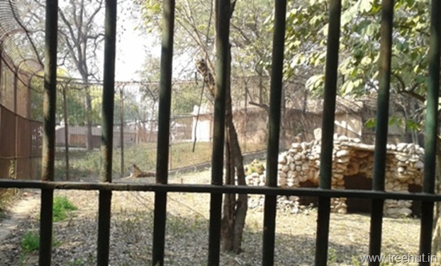 Tiger at Nawab Wazid Ali Shah Prani Udyan Lucknow Zoo