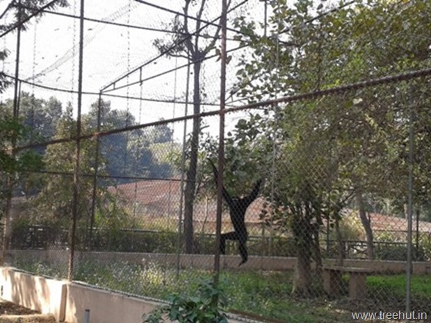 lucknow-zoo Nawab Wazid Ali Shah Prani Udyan Chimpanzee