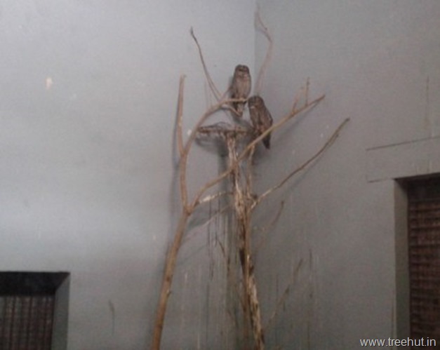 owls at Nawab Wazid Ali Shah Prani Udyan Lucknow zoo
