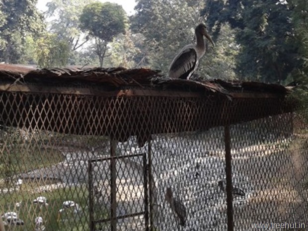 painted stork at lucknow zoo