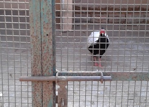 pheasant at lucknow-zoo Nawab Wazid Ali Shah Prani Udyan