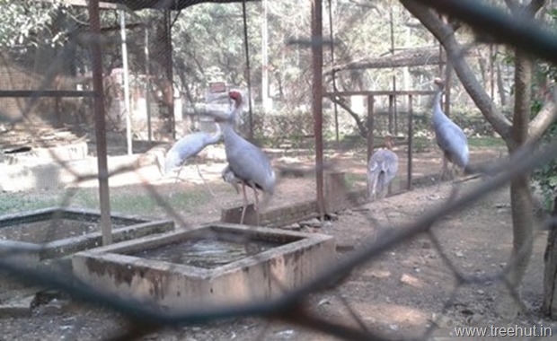 sarus cranes at Nawab Wazid Ali Shah Prani Udyan Lucknow zoo state bird of Uttar Pradesh