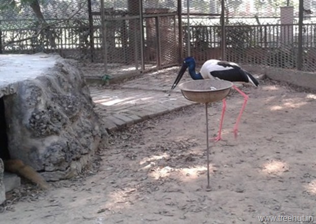 stork at lucknow zoo