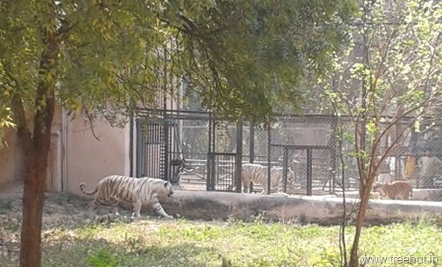 white tigers at Nawab Wazid Ali Shah Prani Udyan Lucknow zoo