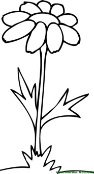 Zinia flower coloring page
