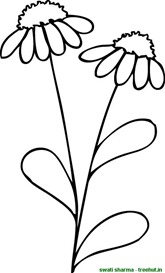 German Chamomile coloring page English garden