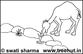 Camel drinking water at oasis coloring page