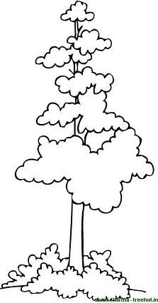 Indian sal tree coloring page