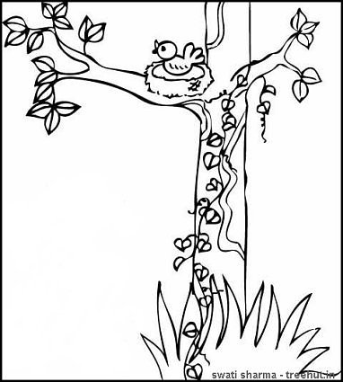 bird nest on tree coloring page
