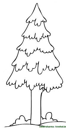 pine christmas tree coloring page