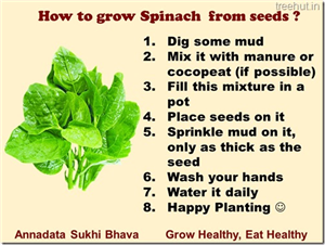 How to grow Spinach or Palak easily in a pot?